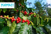 Shop With Aloha: Big Island Coffee Roasters